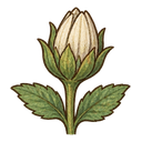Daisy bud