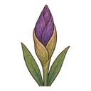 Iris bud
