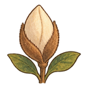 Magnolia bud