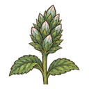 Mint bud