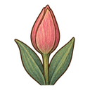 Tulip bud
