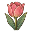 Tulip flower