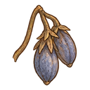 Bluebell seed