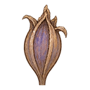 Iris seed