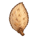 Magnolia seed