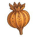 Marigold seed